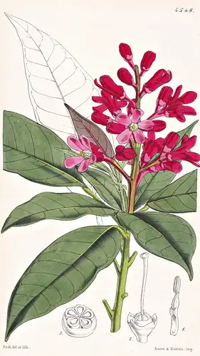 Almeidea Rubra. Red-flowered Almeidea. Tab. 4548 - Brasil Brazil Brasilien / Pflanze Planzen plant plants / fl