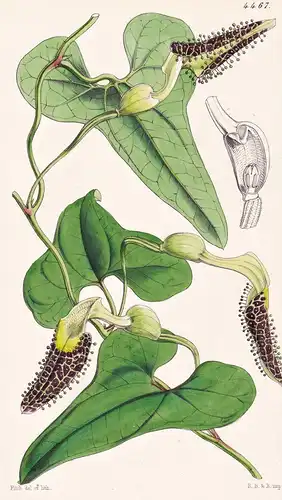 Aristolochia Macradenia. Large glanduled Birthwort. Tab. 4467 - Mexico Mexiko / Pflanze Planzen plant plants /