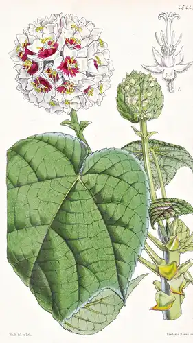 Astrapaea Viscosa. Viscid Astrapaea. Tab. 4544 -  Pflanze Planzen plant plants / flower flowers Blume Blumen /