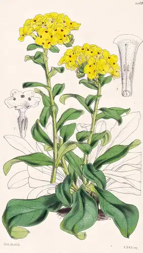 Arnebia Echioides. Echium-like Arnebia. Tab. 4409 - Caucasus Armenia Kaukasus Armenien / Pflanze Planzen plant