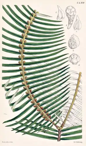 Cephalotaxus Fortuni. Mr. Fortune's Cephalotaxus. Tab. 4499 - China / Pflanze Planzen plant plants / flower fl