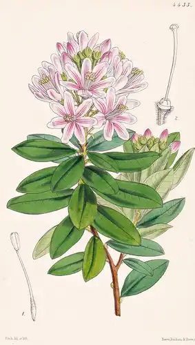 Bejaria Coarctata. Close-flowered Bejaria. Tab. 4433 - South America Südamerika / Pflanze Planzen plant plants
