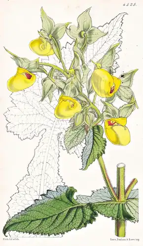 Calceolaria Pavonii. Pavon's Slipperwort. Tab. 4525 - Peru / Pflanze Planzen plant plants / flower flowers Blu