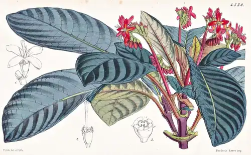 Campylobotrys Discolor. Two-coloured Campylobotrys. Tab. 4530 - Mexico Mexiko / Pflanze Planzen plant plants /