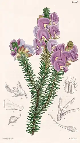 Burtonia Villosa. Villous Burtonia. Tab. 4410 - Australia Australien / Pflanze Planzen plant plants / flower f