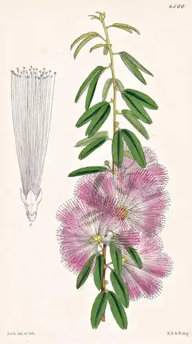 Calliandra Brevipes. Short-peduncled Calliandra. Tab. 4500 - Brasil Brazil Brasilien / Pflanze Planzen plant p