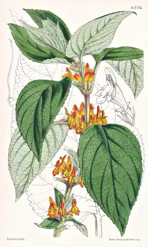 Colquhounia Coccinea. Scarlet-flowered Colquhounia. Tab. 4514 - India Indien / Pflanze Planzen plant plants /