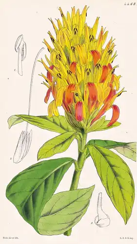 Cyrtanthera Aurantiaca. Orange-flowered Cyrtanthera. Tab. 4468 - East-Indies / Pflanze Planzen plant plants /