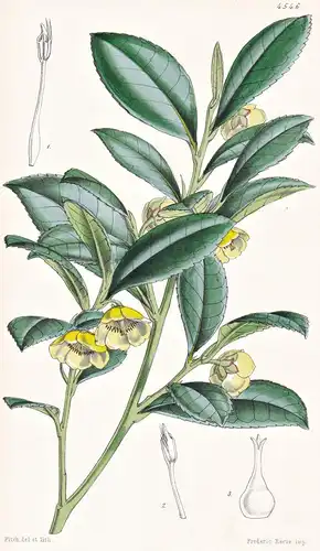 Freziera Theoides. Tea-leaved Freziera. Tab. 4546 - Jamaica Jamaika / Pflanze Planzen plant plants / flower fl