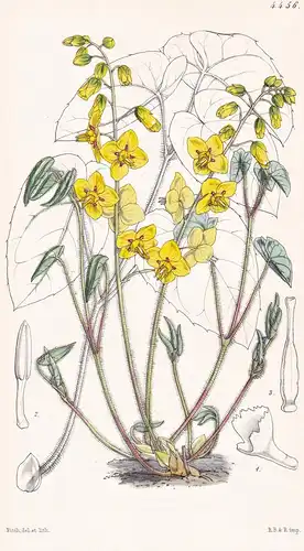Epimedium Pinnatum. Pinnate-leaved Epimedium. Tab. 4456 - Persia Iran Persien / Pflanze Planzen plant plants /