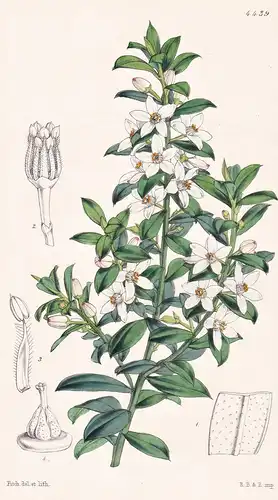 Eriostemon Intermedium. Intermediate Eriostemon. Tab. 4439 - Australia Australien / Pflanze Planzen plant plan