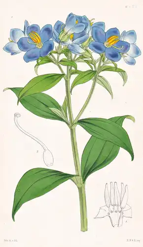 Exacum Zeylanicum. Ceylon Exacum. Tab. 4423 - Sri Lanka / Pflanze Planzen plant plants / flower flowers Blume