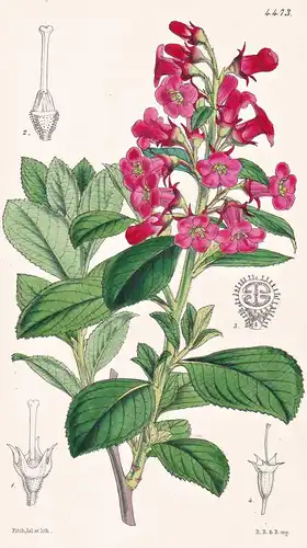 Escallonia Macrantha. Large red-flowered Escallonia. Tab. 4473 - Chiloe island Chile / Pflanze Planzen plant p