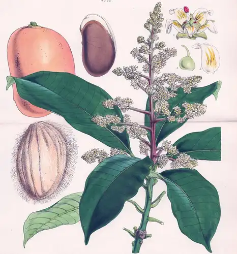 Mangifera Indica. Mango Tree. Tab. 4510 - East-Indies / Pflanze Planzen plant plants / flower flowers Blume Bl