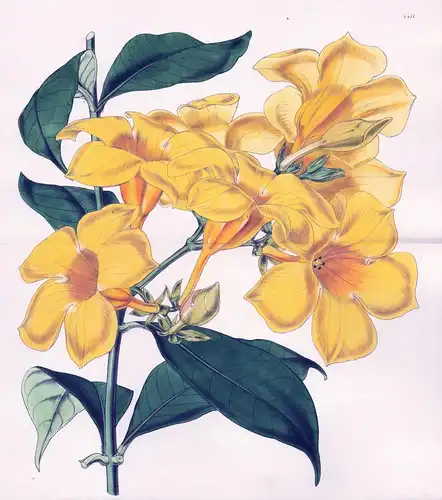 Allamanda Aubletii. Aublet's Allamanda. Tab. 4411 - Goldtrompete / Pflanze Planzen plant plants / flower flowe