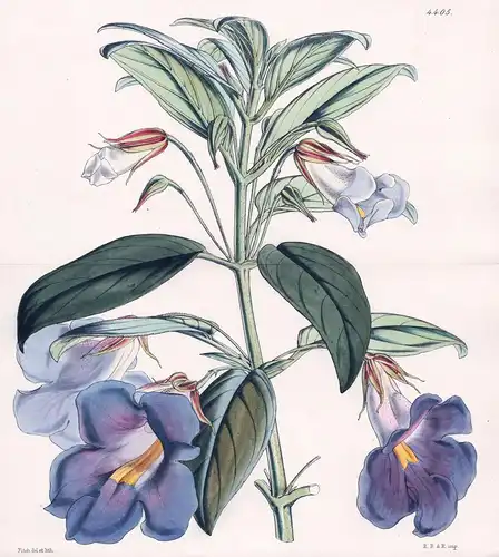 Chirita Moonii. Mr. Moon's Chirita. Tab. 4405 - Sri Lanka / Pflanze Planzen plant plants / flower flowers Blum