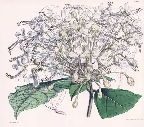 Clerodendron Capitatum. Capitate Clerodendron. Tab. 4355 - Guinea / Pflanze Planzen plant plants / flower flow