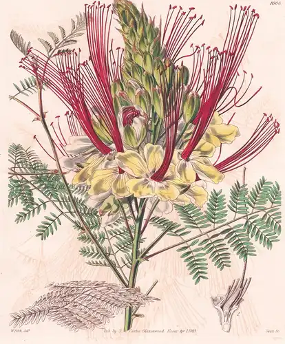 Poinciana Gilliesii. Dr. Gillies' Poinciana. Tab. 4006 - South America Südamerika / Pflanze Planzen plant plan