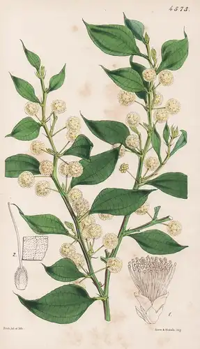 Acacia Urophylla. Pointed-leaved Acacia. Tab. 4573 - Australia Australien / Pflanze Planzen plant plants / flo