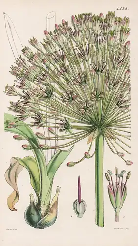 Allium Caspium. Caspian Onion. Tab. 4598 - Pflanze Planzen plant plants / flower flowers Blume Blumen / botani