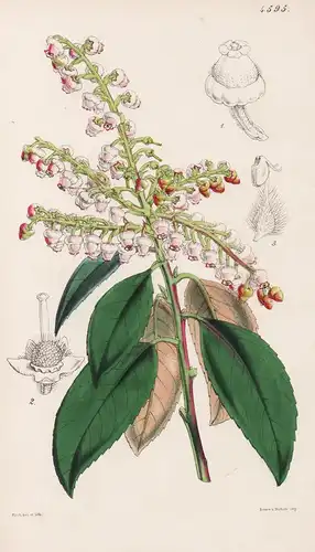 Arbutus Mollis. Soft-leaved Arbutus. Tab. 4595 - Mexico Mexiko / Pflanze Planzen plant plants / flower flowers