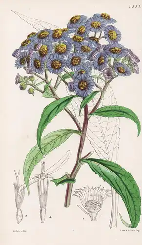 Aster Sikkimensis. Sikkin Aster, or Michaelmas Daisy. Tab. 4557 - Himalaya / Pflanze Planzen plant plants / fl