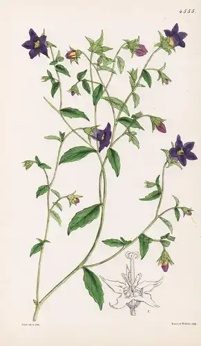 Campanula Colorata. Deep-coloured Bell-flower. Tab. 4555 - Himalaya / Pflanze Planzen plant plants / flower fl