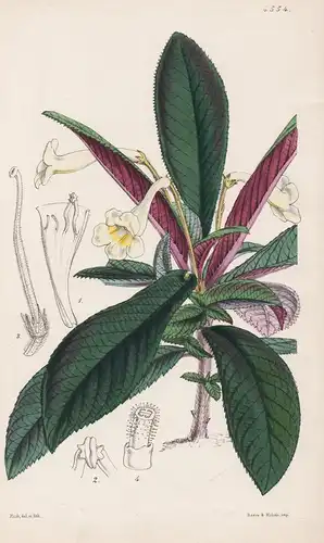 Didymocarpus Crinita. Hairy Didymocarpus. Tab. 4554 - Pflanze Planzen plant plants / flower flowers Blume Blum