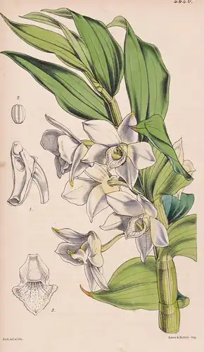 Dendrobium Aqueum. Watery Dendrobium. Tab. 4640 - India Indien / Orchidee orchid / Pflanze Planzen plant plant