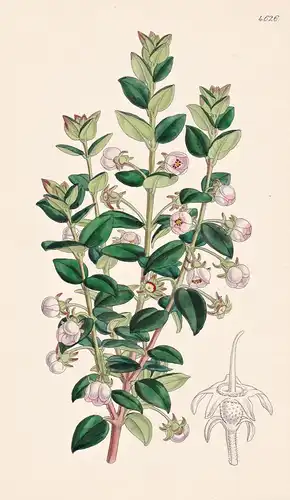 Eugenia Ugni. Myrtilla. Tab. 4626 - Chile / Pflanze Planzen plant plants / flower flowers Blume Blumen / botan