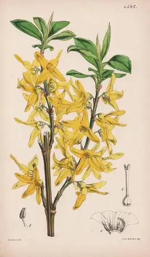 Forsythia Viridissima. Dark-green-leaved Forsythia. Tab. 4587 - China / Pflanze Planzen plant plants / flower