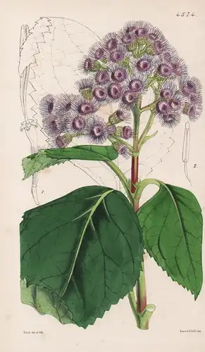 Hebeclinium Ianthium. Violet Hebeclinium. Tab. 4574 - Mexico Mexiko / Pflanze Planzen plant plants / flower fl
