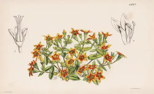 Grammanthes Chloraeflora. Yellowort-flowered Grammanthes. Tab. 4607 - South Africa Südafrika / Pflanze Planzen