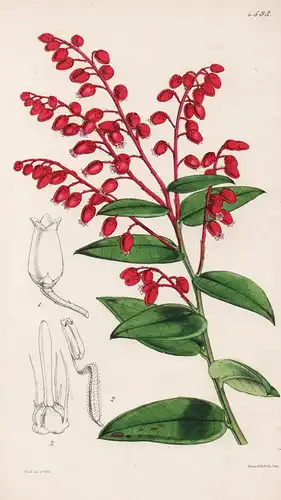 Leucothöe Neriifolia. Oleander-leaved Leucothöe. Tab. 4593 - Brasil Brazil Brasilien / Pflanze Planzen plant p