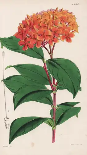 Ixora Javanica. Javanese Ixora. Tab. 4586 - Java / Pflanze Planzen plant plants / flower flowers Blume Blumen