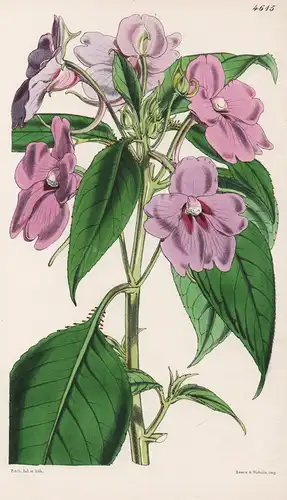Impatiens Pulcherrima. Handsome-flowered Balsam. Tab. 4615 - India Indien / Pflanze Planzen plant plants / flo