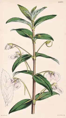 Impatiens Fasciculata. Fascicle-flowered Balsam. Tab. 4631 - Sri Lanka / Pflanze Planzen plant plants / flower
