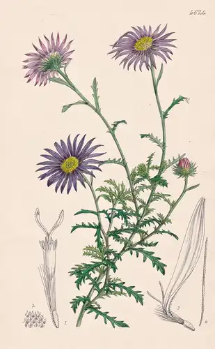 Machaeranthera Tanacetifolia. Tanacetum-leaved Machaeranthera. Tab. 4624 - Mexico Mexiko / Pflanze Planzen pla