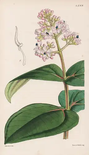 Medinilla Javanensis. Javanese Medinilla. Tab. 4569 - Java / Pflanze Planzen plant plants / flower flowers Blu