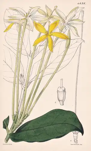 Oxyanthus Tubiflorus. Long-flowered Oxyanthes. Tab. 4636 - Sierra Leone / Pflanze Planzen plant plants / flowe