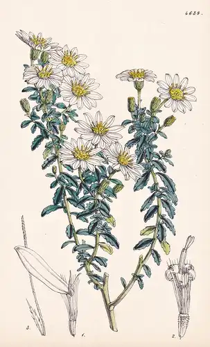 Olearia Gunniana. Mr. Gunn's Olearia. Tab. 4638 - Australia Australien / Pflanze Planzen plant plants / flower