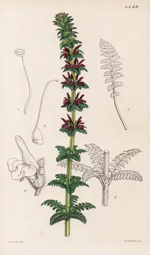 Pedicularis Mollis. Soft-leaved Indian Lousewort. Tab. 4599 - Himalaya / Pflanze Planzen plant plants / flower