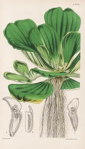 Pistia Stratiotes. Water Lettuce. Tab. 4564 - North America Nordamerika / Pflanze Planzen plant plants / flowe