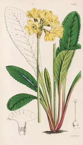 Primula Sikkimensis. Sikkin Primrose. Tab. 4597 - Himalaya / Pflanze Planzen plant plants / flower flowers Blu