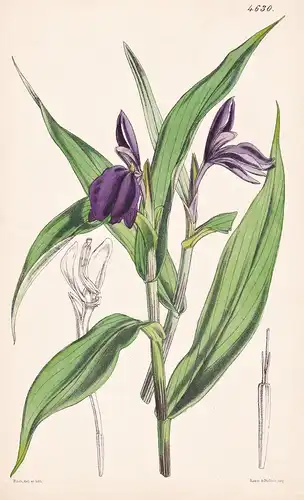 Roscoea Purpurea. Purple-flowered Roscoea. Tab. 4630 - Himalaya / Pflanze Planzen plant plants / flower flower