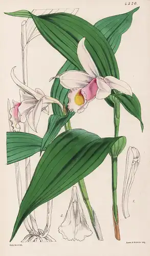 Sobralia Sessilis. Sessile-flowered Sobralia. Tab. 4570 - British Guiana / Orchidee orchid / Pflanze Planzen p