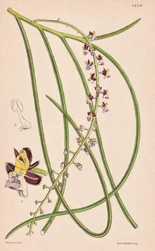 Sarcanthus Filiformis. Slender-leaved Sarcanthus. Tab. 4639 - India Indien / Orchidee orchid / Pflanze Planzen