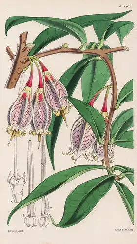 Thibaudia Macrantha. Large-flowered Thibaudia. Tab. 4566 - East-Indies / Pflanze Planzen plant plants / flower
