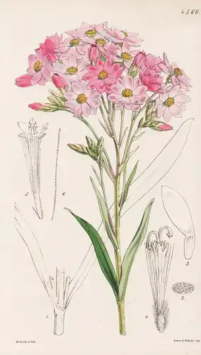 Schoenia Oppositifolia. Tab. 4560 - Australia Australien / Pflanze Planzen plant plants / flower flowers Blume