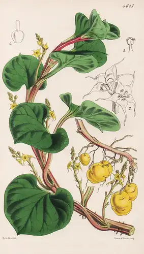 Ullucus Tuberosus. Ulluco. Tab. 4617 - Peru / Pflanze Planzen plant plants / flower flowers Blume Blumen / bot
